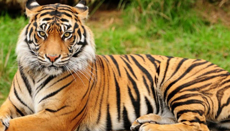 आज अन्तर्राष्ट्रिय बाघ दिवस , अन्तर्राष्ट्रिय बाघ दिवसको पृष्ठभूमि
