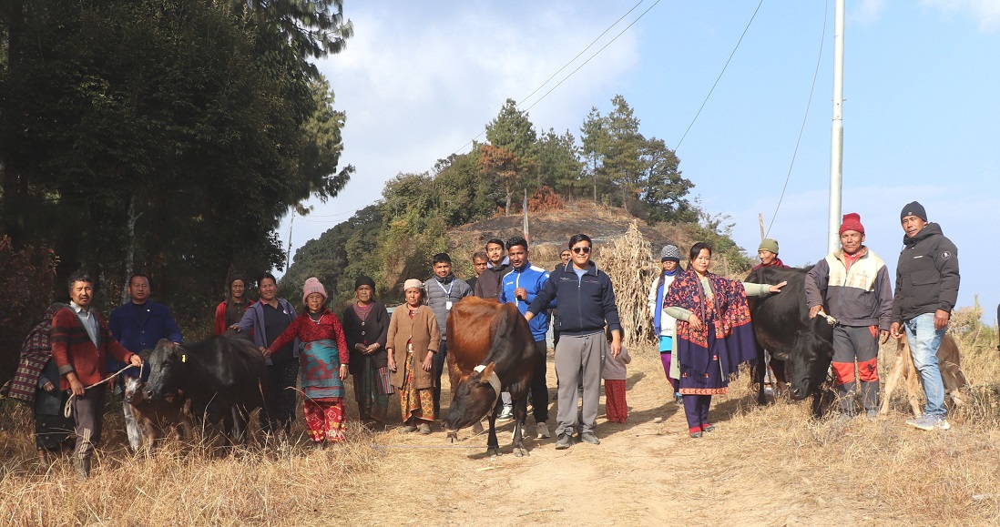 गाउँपालिकाद्वारा किसानलाई आयआर्जनमा जोड्न उन्नत जातको गाई वितरण